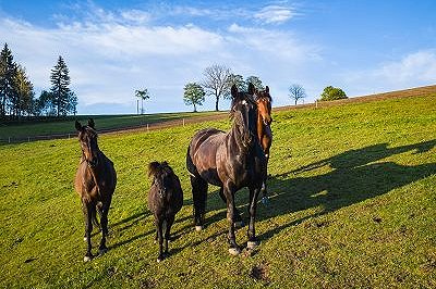 Pony Lotte und Gefährten